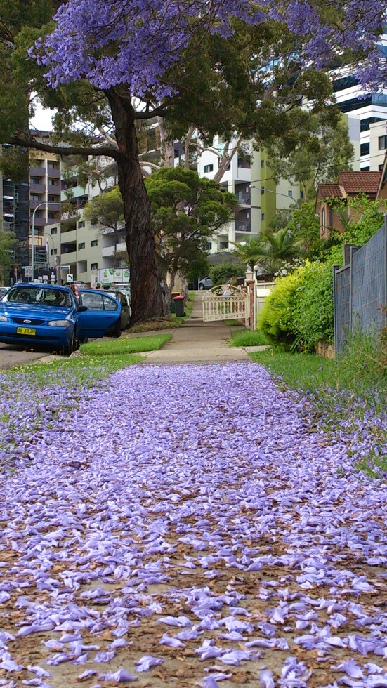 4. Sydney, Australia Part II Hurstvill生活-自由獨立的代價